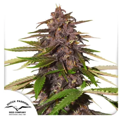 Dutch Passion Auto Forbidden Cherry – 3 Samen