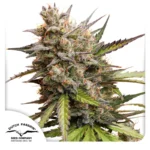 Dutch Passion Auto Melonade Runtz - 3 Samen