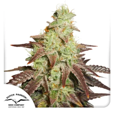 Dutch Passion Auto Night Queen – 3 Samen