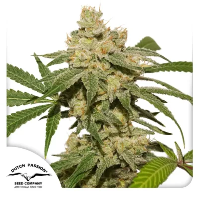 Dutch Passion Auto Oh My Gusher – 3 Samen