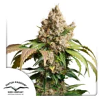 Dutch Passion Auto Red Tropicana Cookies - 3 Samen