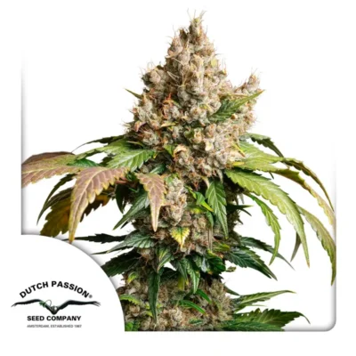 Dutch Passion Auto Red Tropicana Cookies – 3 Samen
