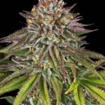 Barneys Farm Critical Kush 3er Pack