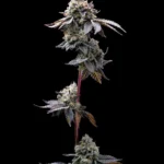 Barneys Farm GMO Cookies 3er Pack