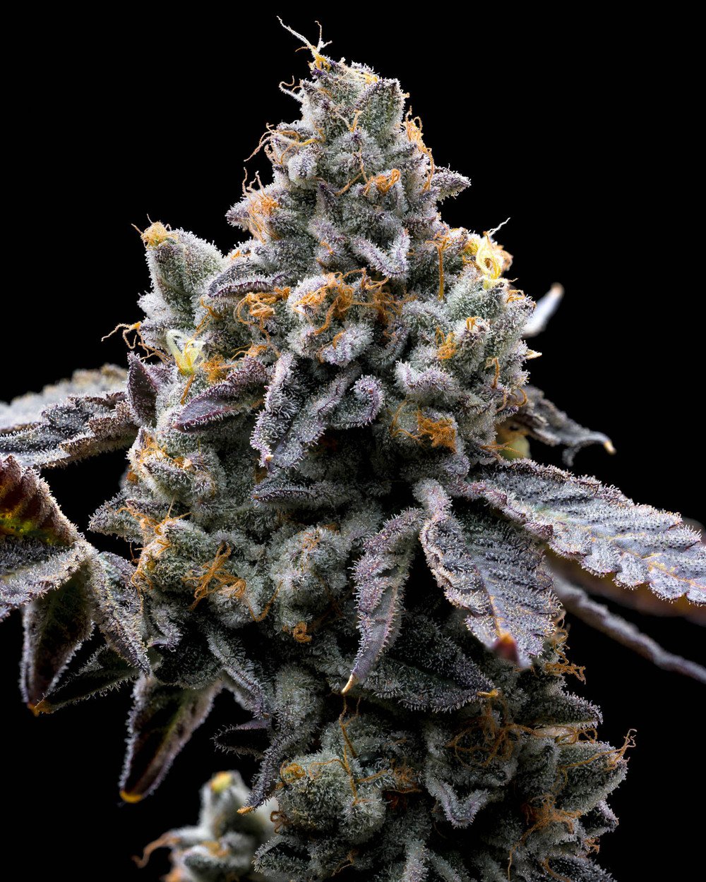 Barneys Farm GMO Cookies 3er Pack – Bild 2
