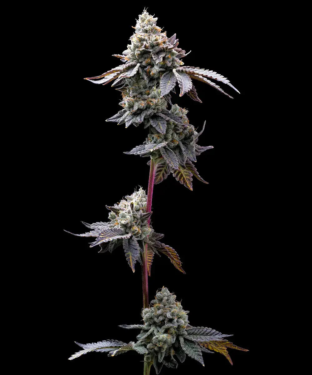 Barneys Farm GMO Cookies 3er Pack