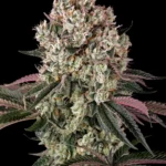 Barneys Farm Glookies 3er Pack
