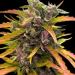 Barneys Farm Gorilla Glue Auto (GG4) 3er Pack