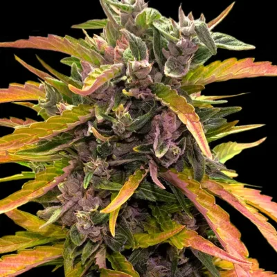 Barneys Farm Gorilla Glue Auto (GG4) 3er Pack