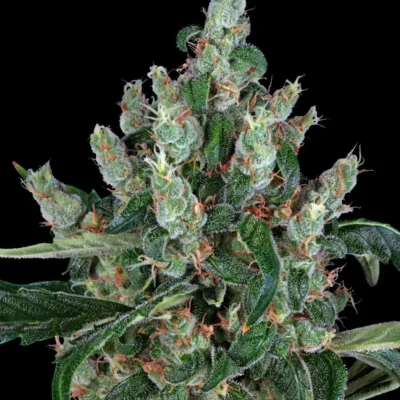 Barneys Farm Laughing Buddha 3er Pack