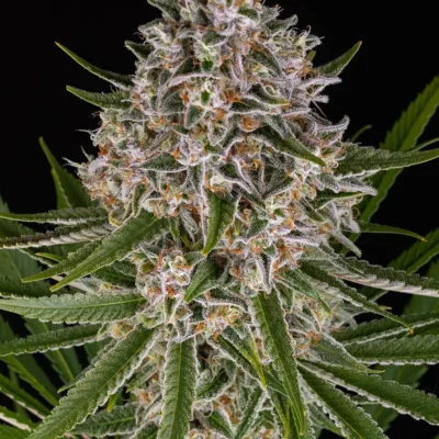 Barneys Farm Lemon Haze Auto 3er Pack