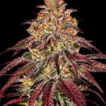 Barneys Farm Mimosa x Orange Punch Auto 3er Pack