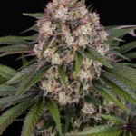 Barneys Farm OG Kush Auto 3er Pack