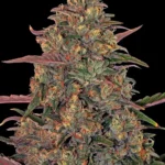 Barneys Farm Pineapple Chunk 3er Pack