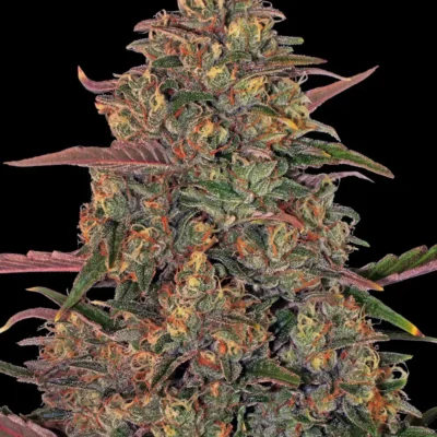 Barneys Farm Pineapple Chunk 3er Pack