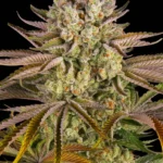 Barneys Farm Pineapple Express 3er Pack