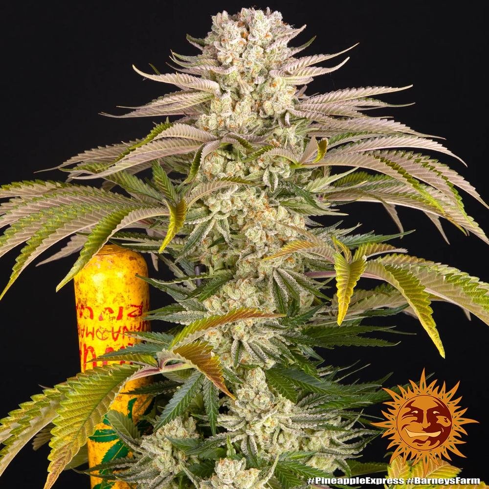 Barneys Farm Pineapple Express 3er Pack – Bild 3