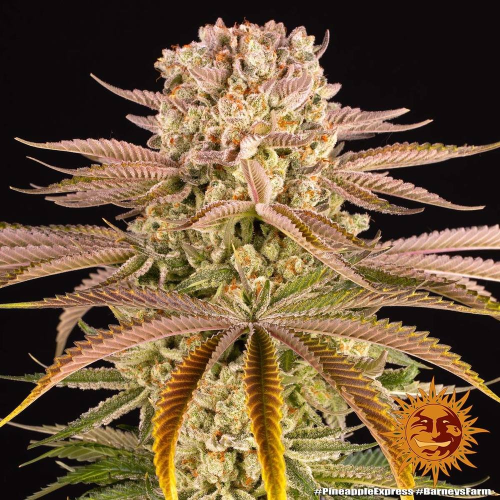 Barneys Farm Pineapple Express 3er Pack – Bild 4
