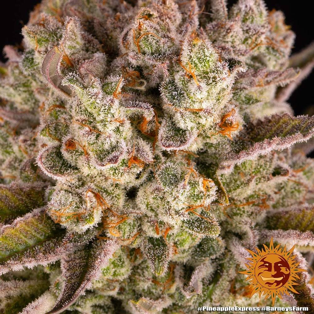 Barneys Farm Pineapple Express 3er Pack – Bild 5