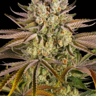 Barneys Farm Pineapple Express 3er Pack
