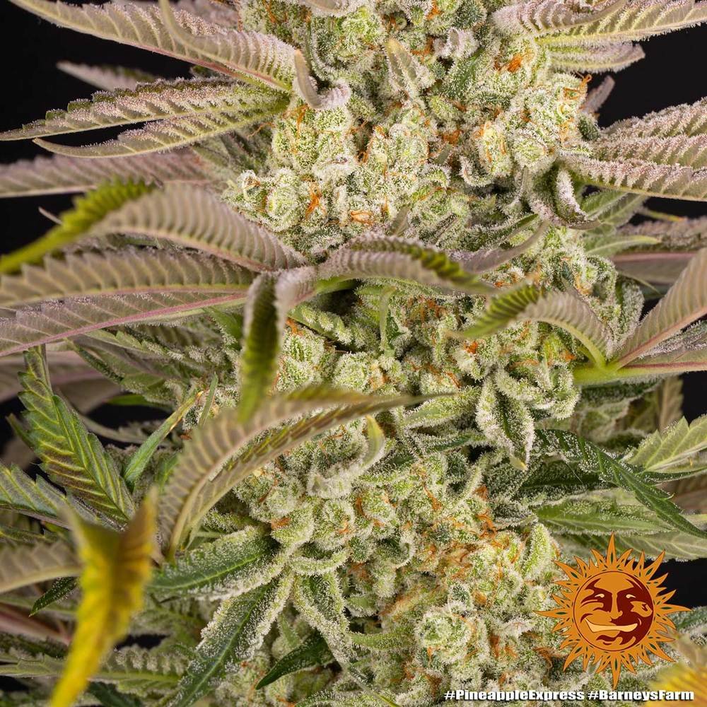 Barneys Farm Pineapple Express 3er Pack – Bild 6