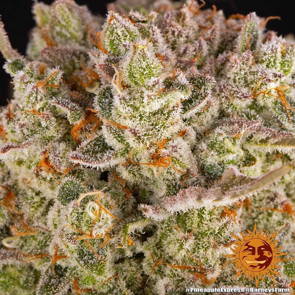 Barneys Farm Pineapple Express 3er Pack – Bild 7