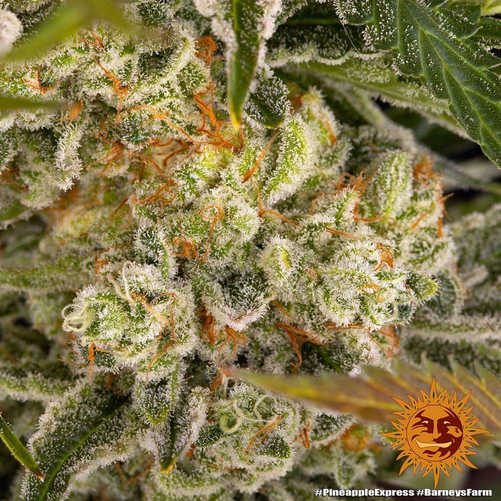 Barneys Farm Pineapple Express 3er Pack – Bild 8