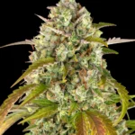Barneys Farm Pineapple Express Auto 3er Pack