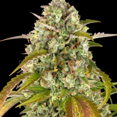 Barneys Farm Pineapple Express Auto 3er Pack