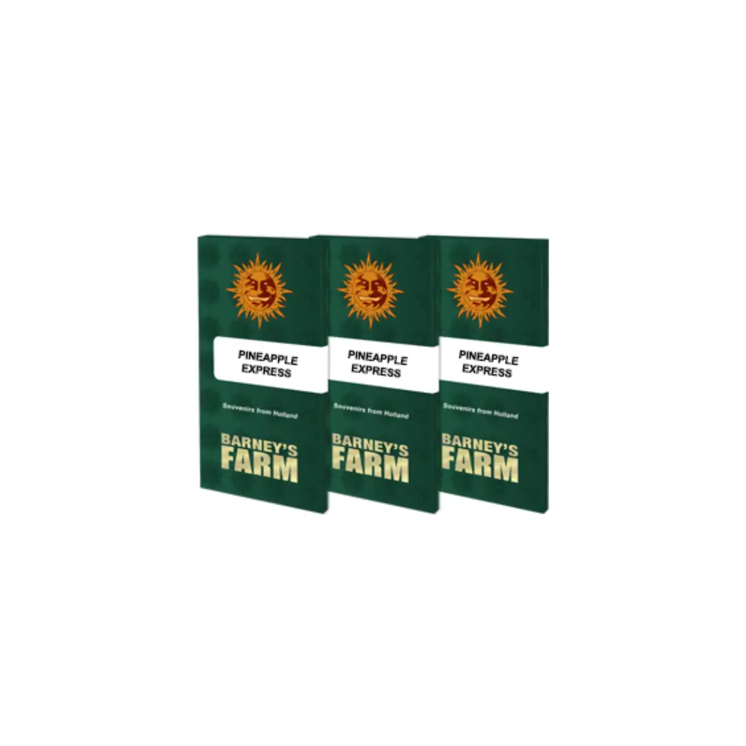 Barneys Farm Pineapple Express 3er Pack – Bild 2