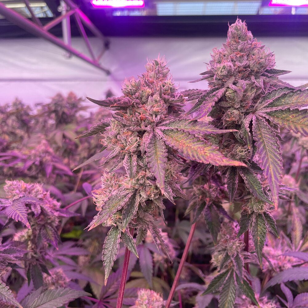 Barneys Farm RS11 x Banana OG 3er Pack – Bild 5