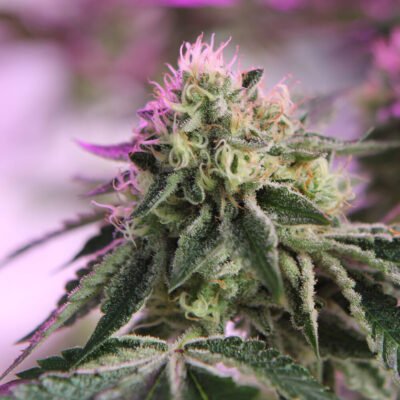 Barneys Farm RS11 x Banana OG 3er Pack