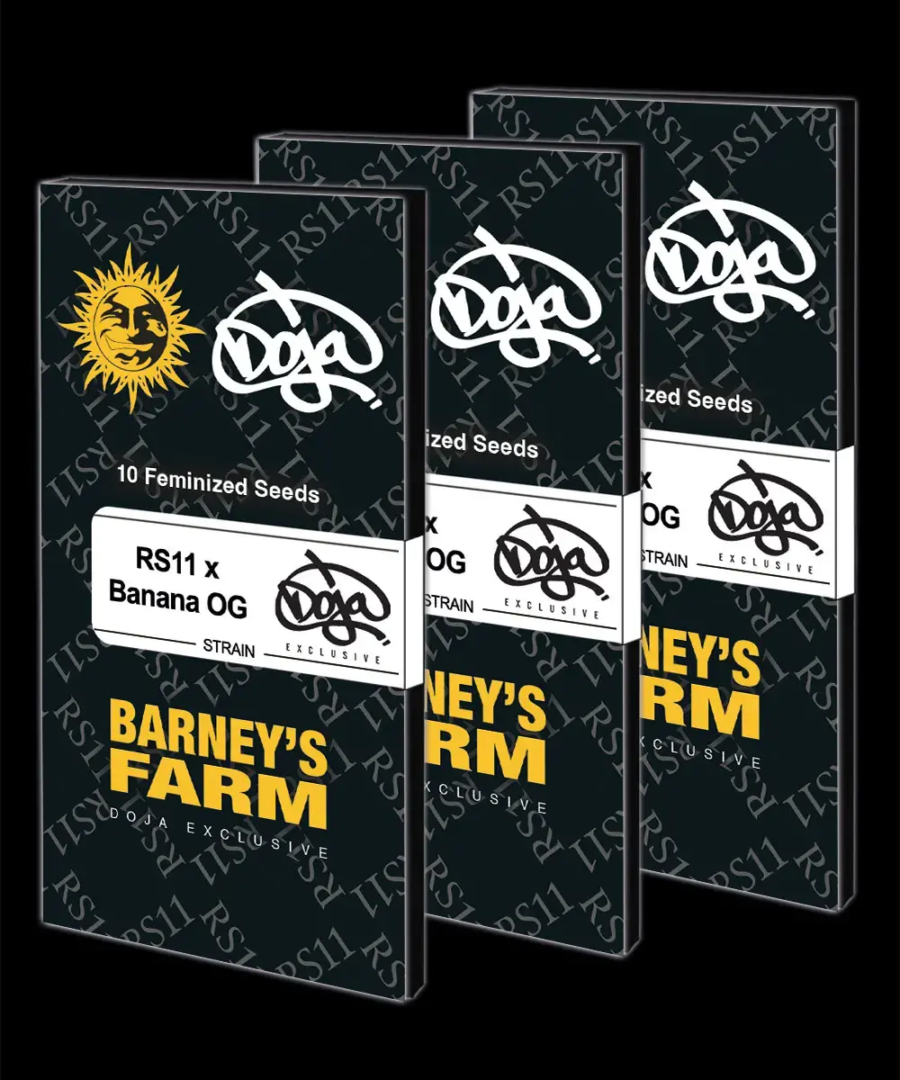 Barneys Farm RS11 x Banana OG 3er Pack – Bild 2