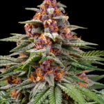 Barneys Farm Runtz Auto 3er Pack