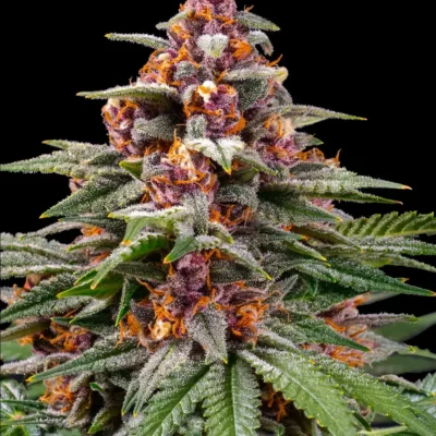Barneys Farm Runtz Auto 3er Pack