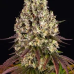 Barneys Farm Sour Diesel 3er Packung