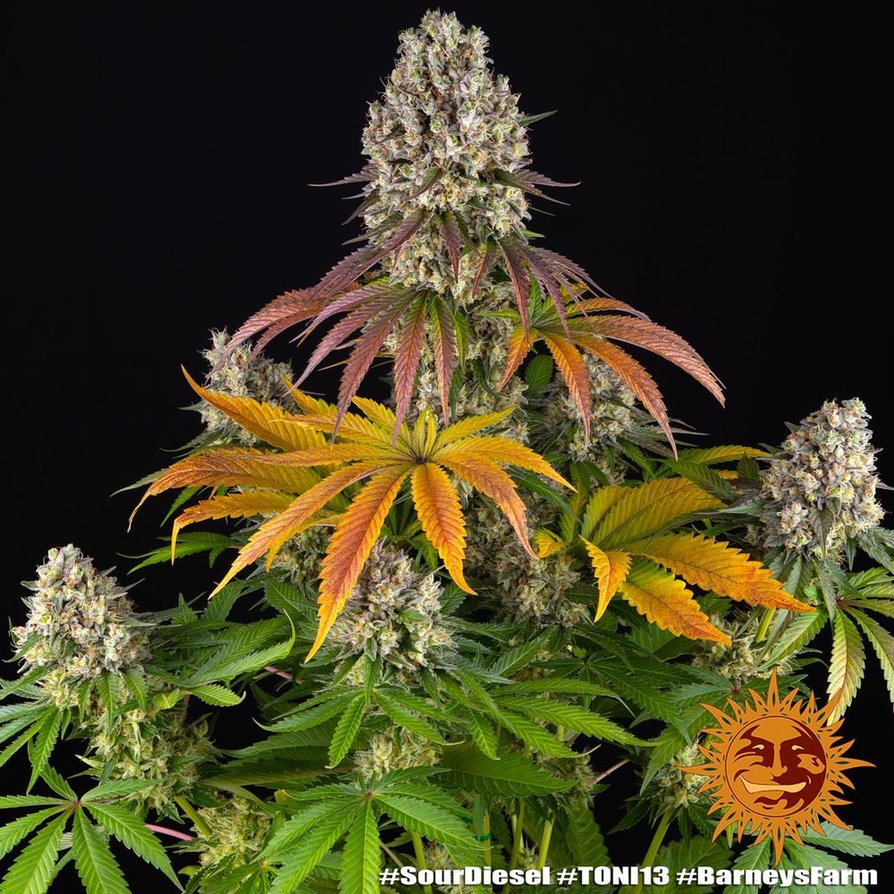 Barneys Farm Sour Diesel 3er Packung – Bild 2