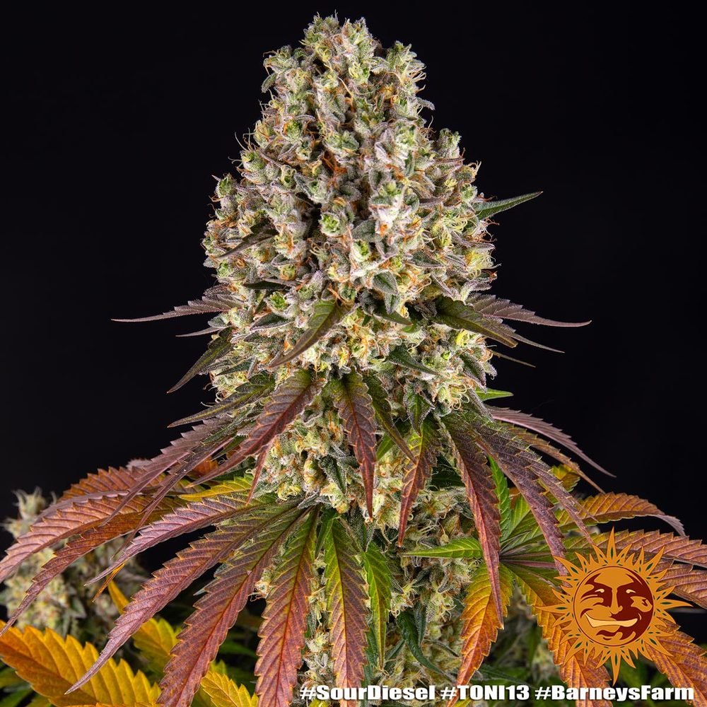 Barneys Farm Sour Diesel 3er Packung – Bild 3