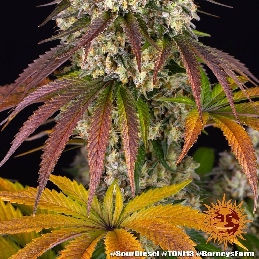 Barneys Farm Sour Diesel 3er Packung – Bild 4