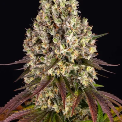 Barneys Farm Sour Diesel 3er Packung