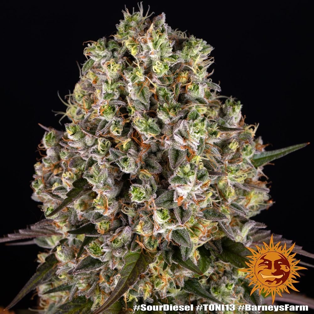 Barneys Farm Sour Diesel 3er Packung – Bild 5