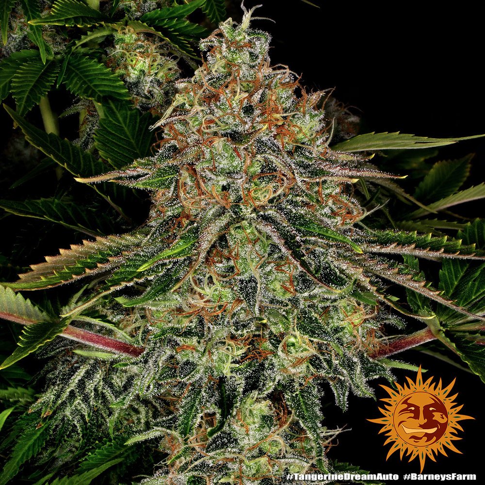 Barneys Farm Tangerine Dream Auto 3er Pack – Bild 3