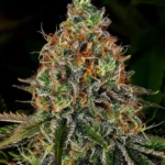 Barneys Farm Tangerine Dream Auto 3er Pack