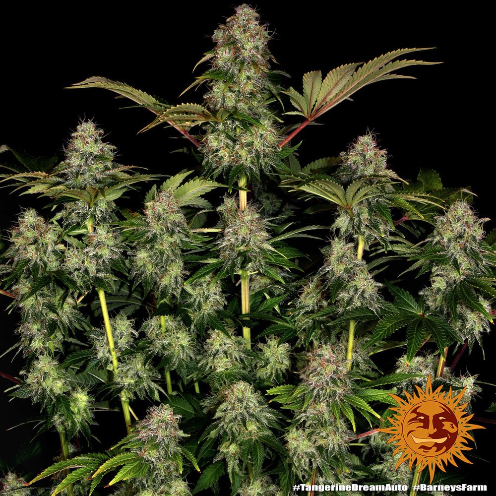 Barneys Farm Tangerine Dream Auto 3er Pack – Bild 9