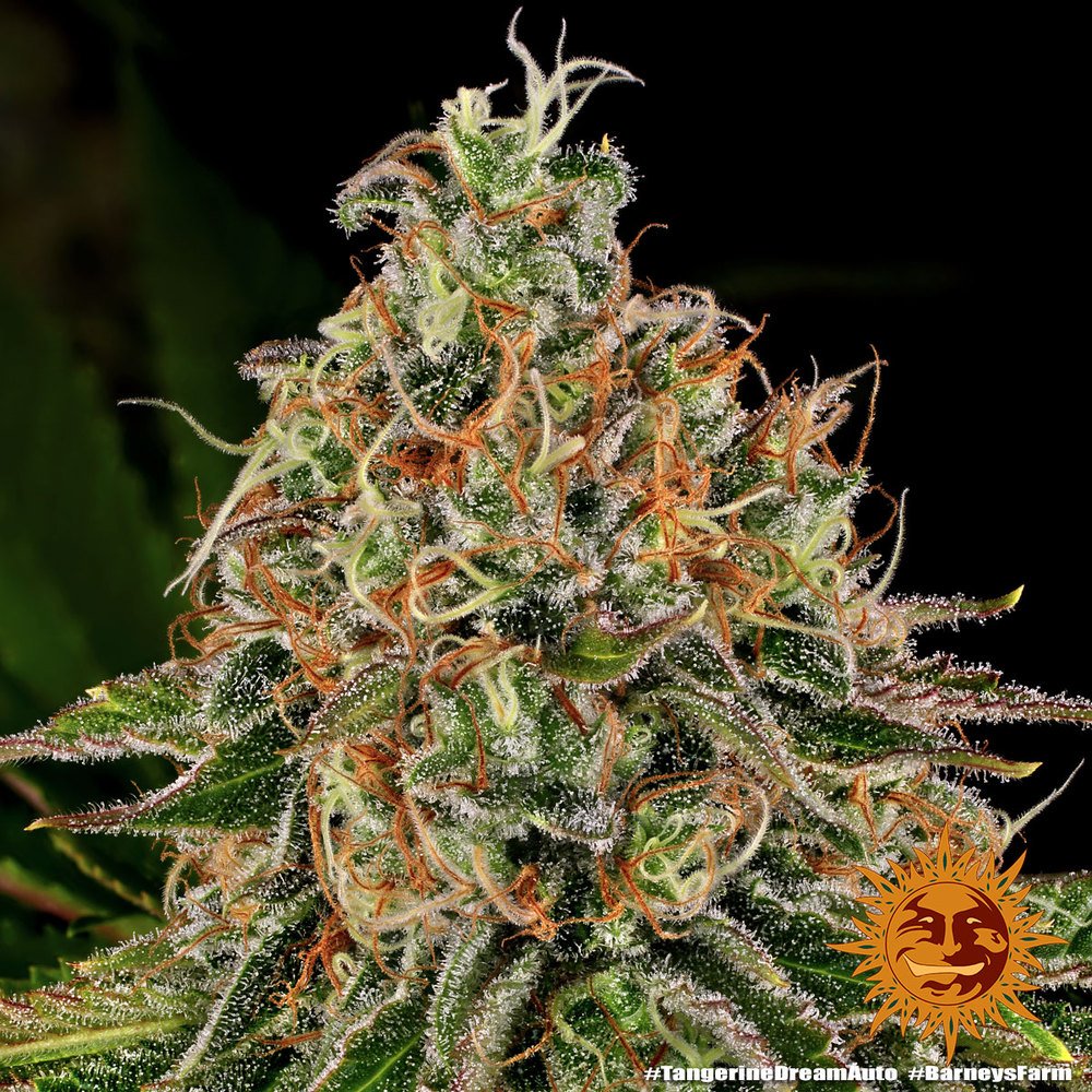 Barneys Farm Tangerine Dream Auto 3er Pack – Bild 8