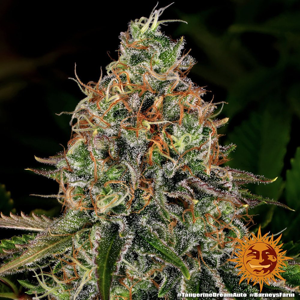 Barneys Farm Tangerine Dream Auto 3er Pack – Bild 7