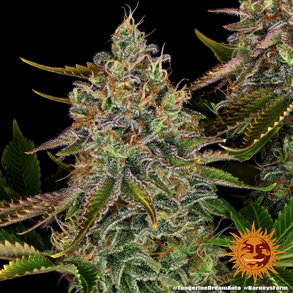 Barneys Farm Tangerine Dream Auto 3er Pack – Bild 6