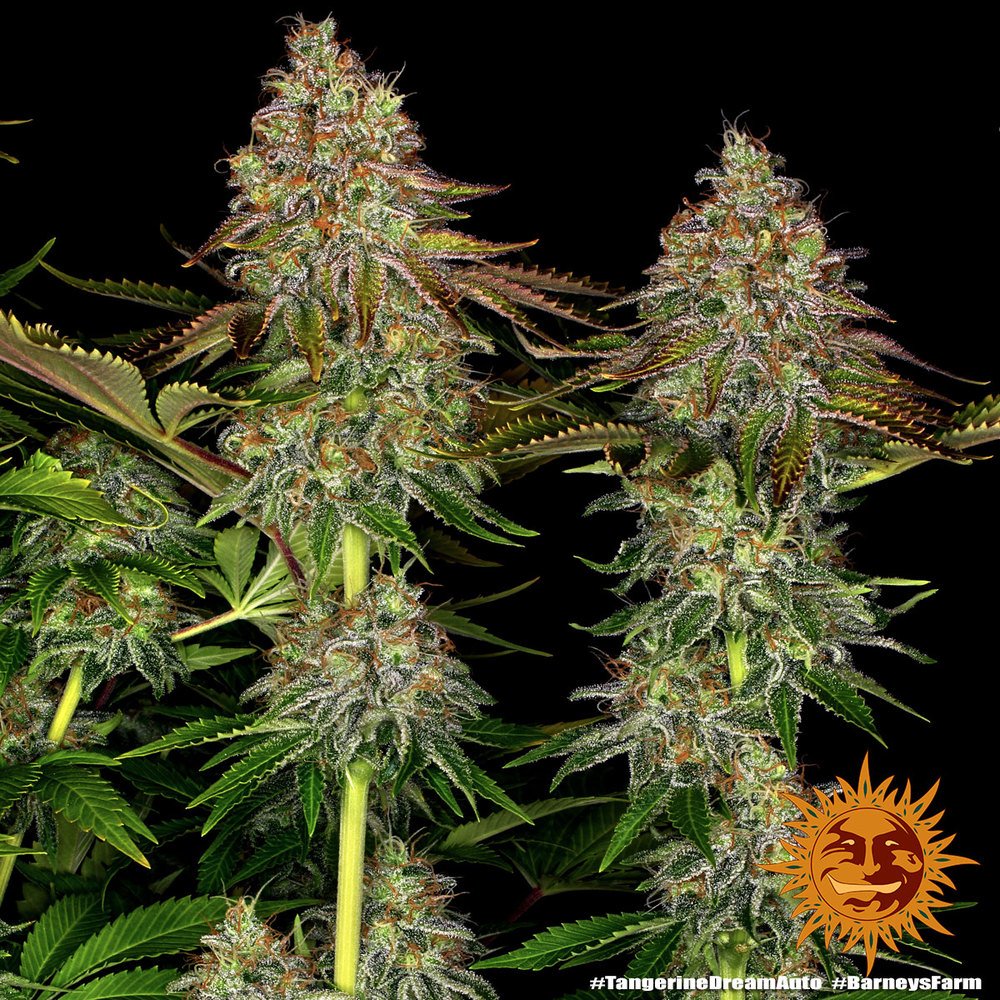 Barneys Farm Tangerine Dream Auto 3er Pack – Bild 5