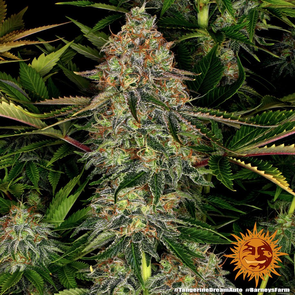 Barneys Farm Tangerine Dream Auto 3er Pack – Bild 4