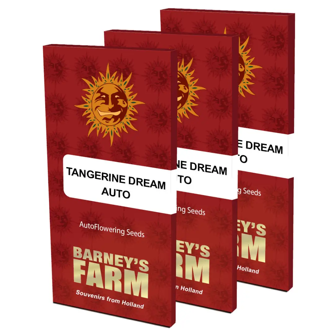 Barneys Farm Tangerine Dream Auto 3er Pack – Bild 2